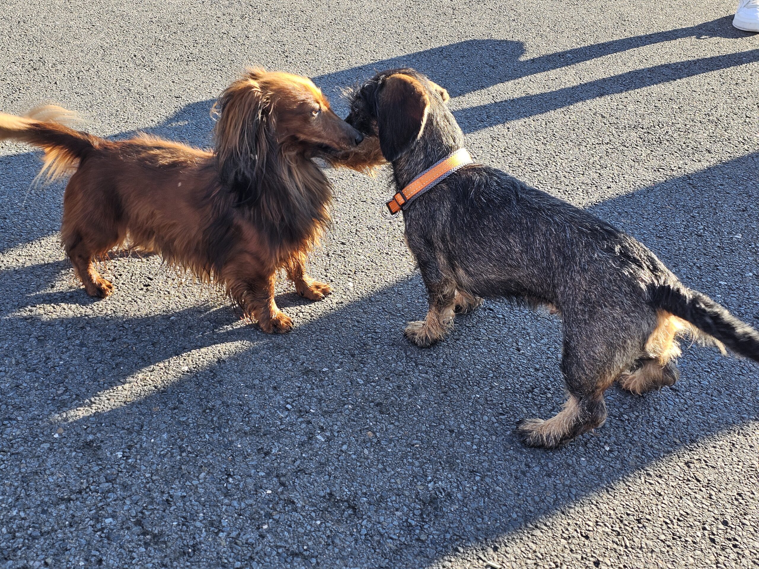 Dackel beschnuppern sich Dackel beschnuppern sich