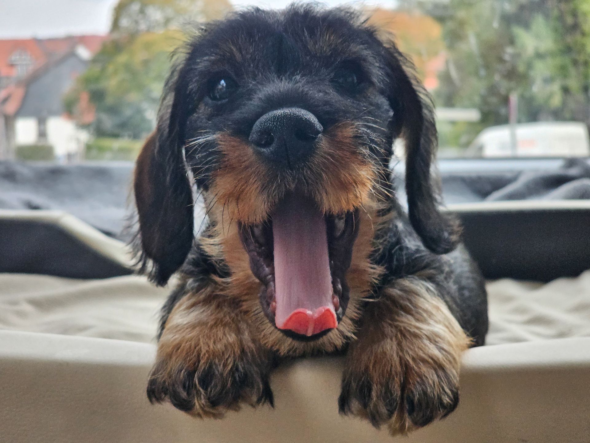 Bruellender-Dackel Blickt ein Dackel in den Spiegel, so sieht er einen Loewen