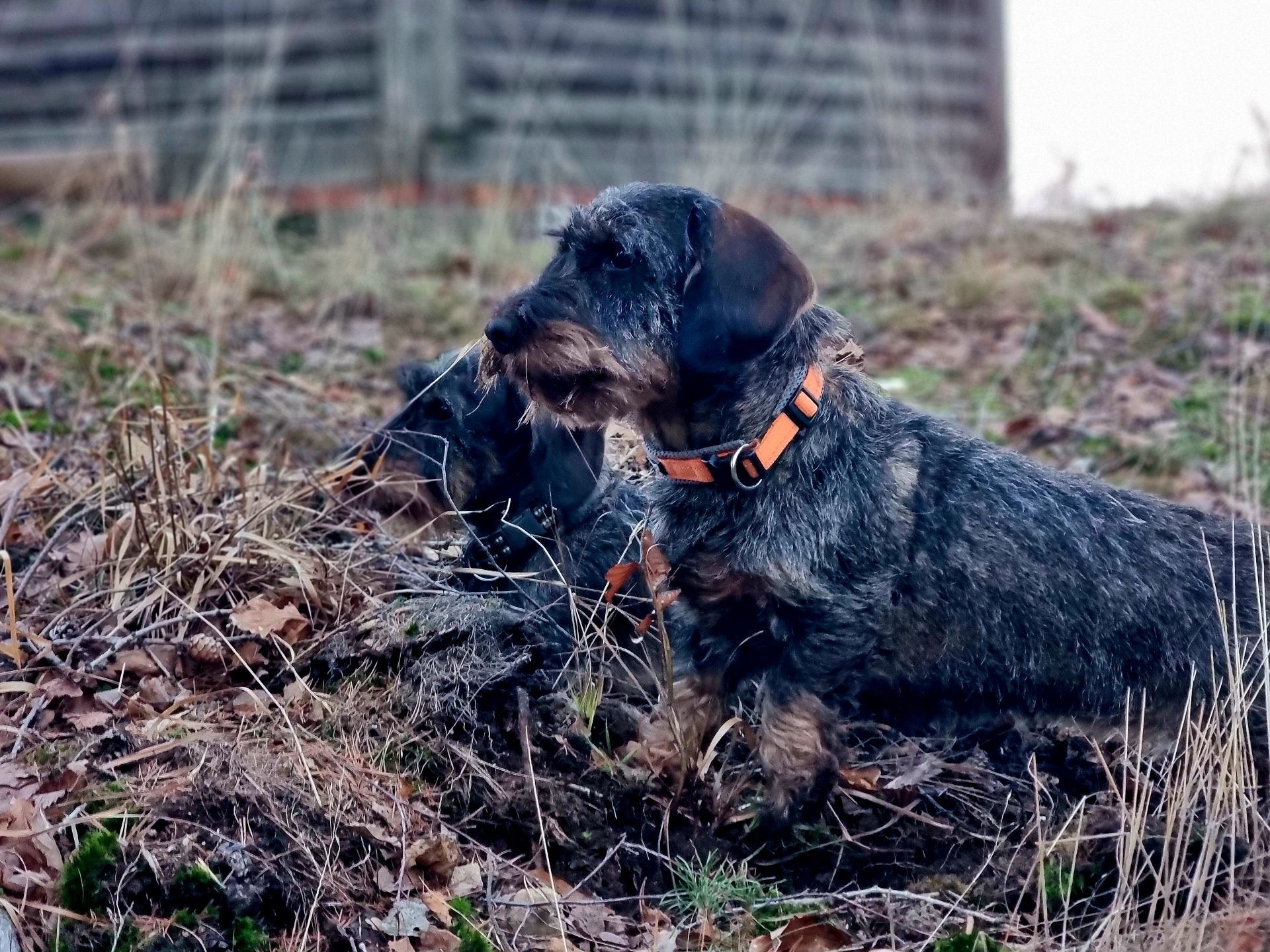 Dachshunde_wachsamer_Blick