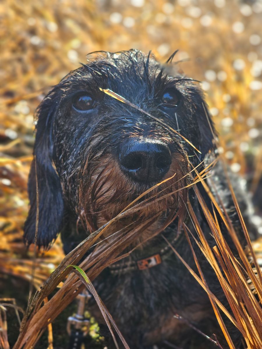 Dackel_bei_der_Arbeit Dackel bei der Arbeit