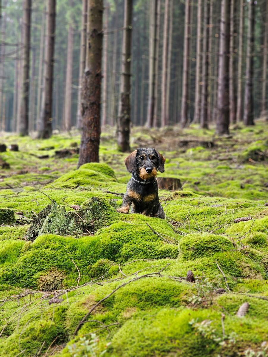 Dackel_im_Wald Dackel im Wald