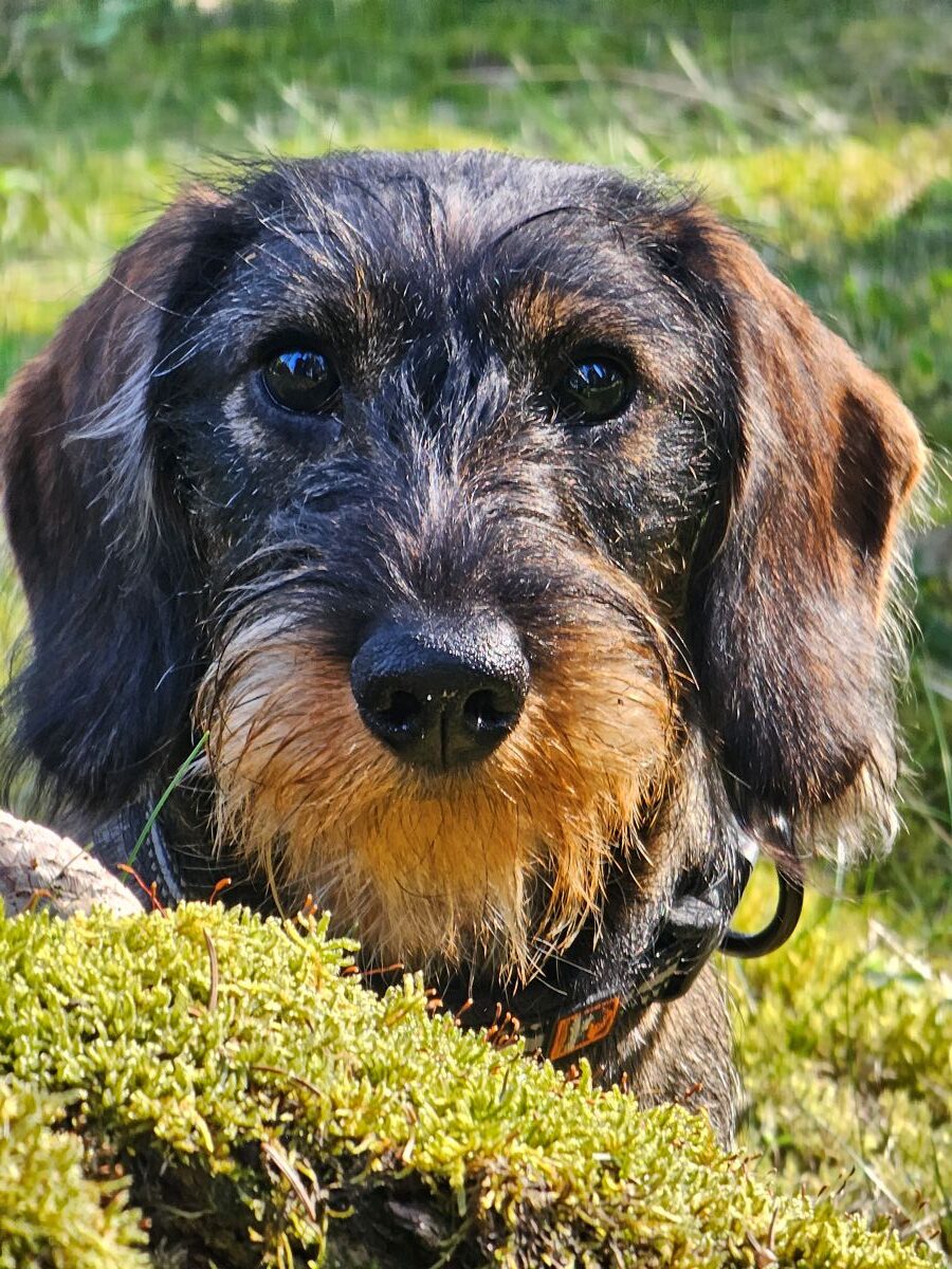 Dackelblick Dackelblick