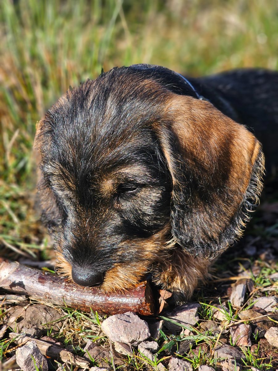 Schnueffelnder_Dackel_Welpe Dackel erkundet die Welt