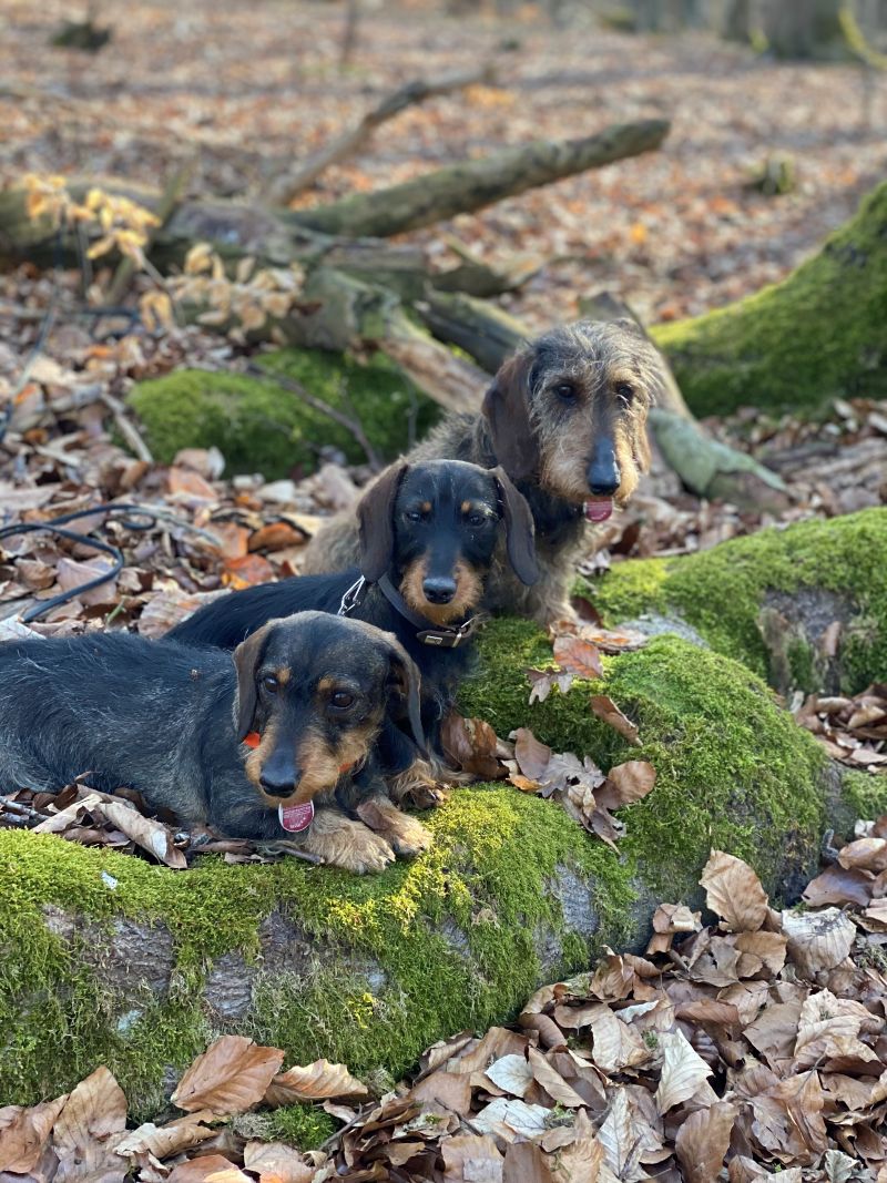 Vom Wimmelröder Berg