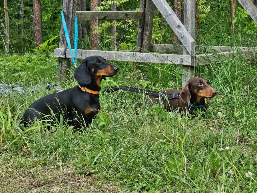 Wachsame_Teckel Wachsame Dackel