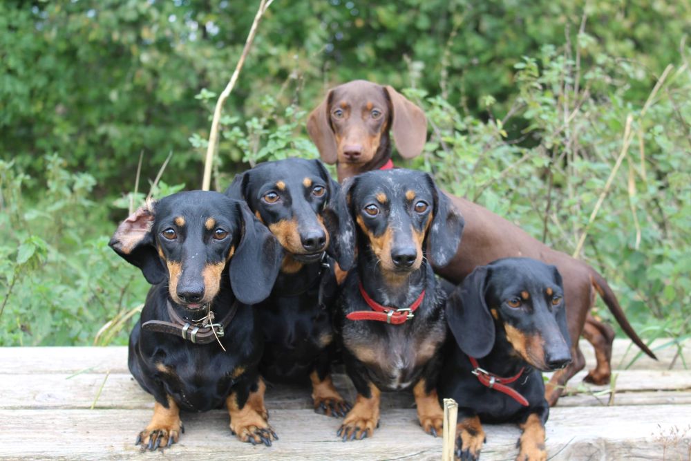 von den Angerzwergen